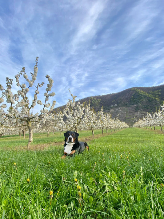 Wo andere Urlaub machen – unser Zuhause an der Mosel